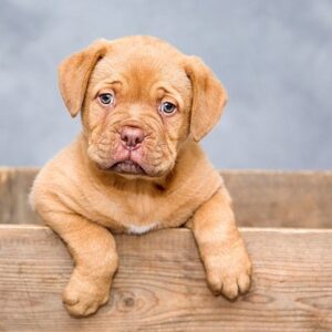 petshops.com.ng