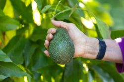 Mary Lu Arpaia, a UC Cooperative Extension horticulturist based at UCR, holds a Luna UCR avocados at that South Coast Research and Extension Center, on July 26, 2023, in Irvine.
The research site is the location where the Luna UCR avocado is being grown.
(UCR/Stan Lim)